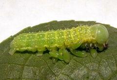 Eulophus