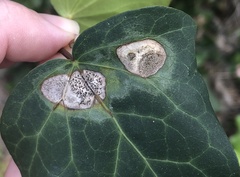 Colletotrichum trichellum