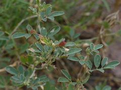 Tephrosia uniflora petrosa