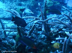 Cirrhilabrus punctatus