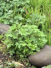 Artemisia princeps