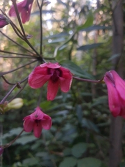 Bomarea salsilla