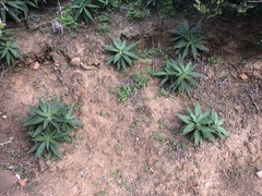 Echium candicans