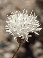 Chaenactis fremontii