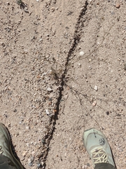 Chaenactis fremontii