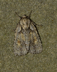 Acronicta ovata