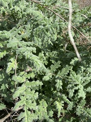Phacelia ramosissima
