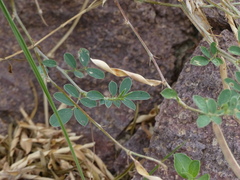 Tephrosia uniflora petrosa