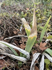 Iris foetidissima
