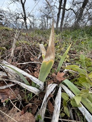 Iris foetidissima