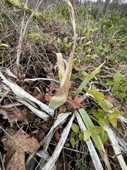 Iris foetidissima