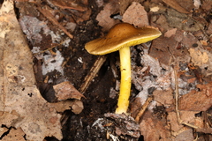 Lepiota luteophylla