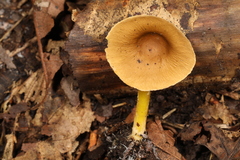 Lepiota luteophylla