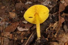 Lepiota luteophylla
