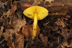 Lepiota luteophylla