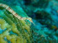 Corythoichthys schultzi