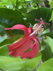 Hibiscus clayi
