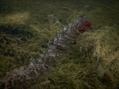 Myriophyllum sibiricum