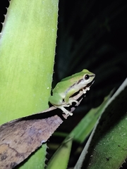 Pristimantis omeviridis