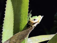 Pristimantis omeviridis