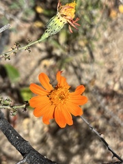 Adenophyllum speciosum