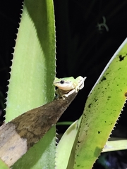 Pristimantis omeviridis