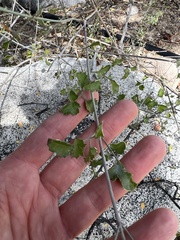 Adenophyllum speciosum
