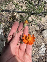 Adenophyllum speciosum