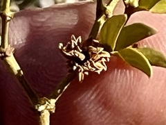 Asphondylia rosetta