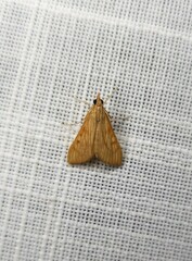 Antigastra catalaunalis