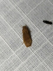 Lambula obliquilinea