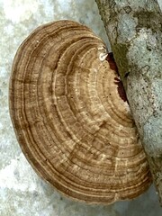 Hexagonia