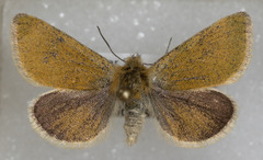 Xanthothrix ranunculi