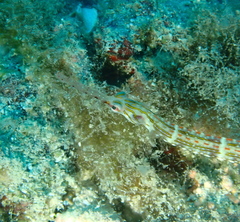 Corythoichthys schultzi