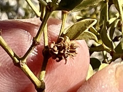 Asphondylia rosetta