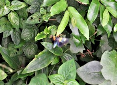 Egybolis vaillantina