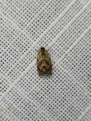 Acroceuthes metaxanthana