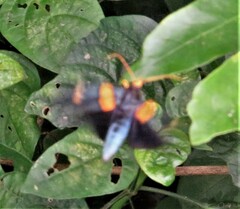 Egybolis vaillantina