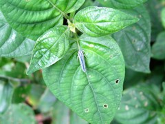 Poecilocarda cosmopolita