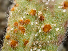 Uromyces intricatus