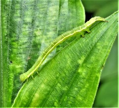 Aneilema aequinoctiale