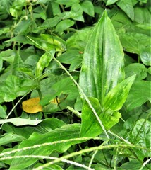 Aneilema aequinoctiale