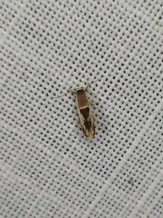 Stathmopoda megathyma