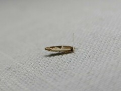 Stathmopoda megathyma