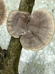 Hexagonia