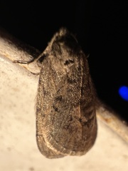 Paleacrita vernata