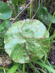 Puccinia hydrocotyles