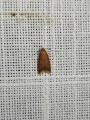 Tachystola acroxantha