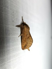 Elhamma australasiae