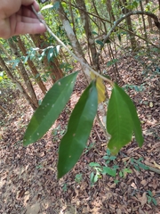 Ardisia sanguinolenta